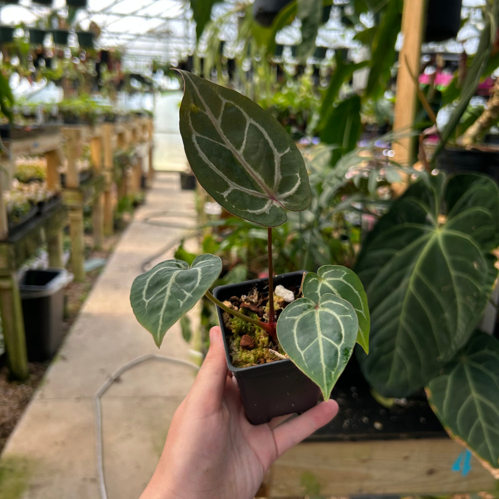 anthurium x cultorum Anthurium Doc block x Red Crystallinum, CAR-0902 – Carnivero