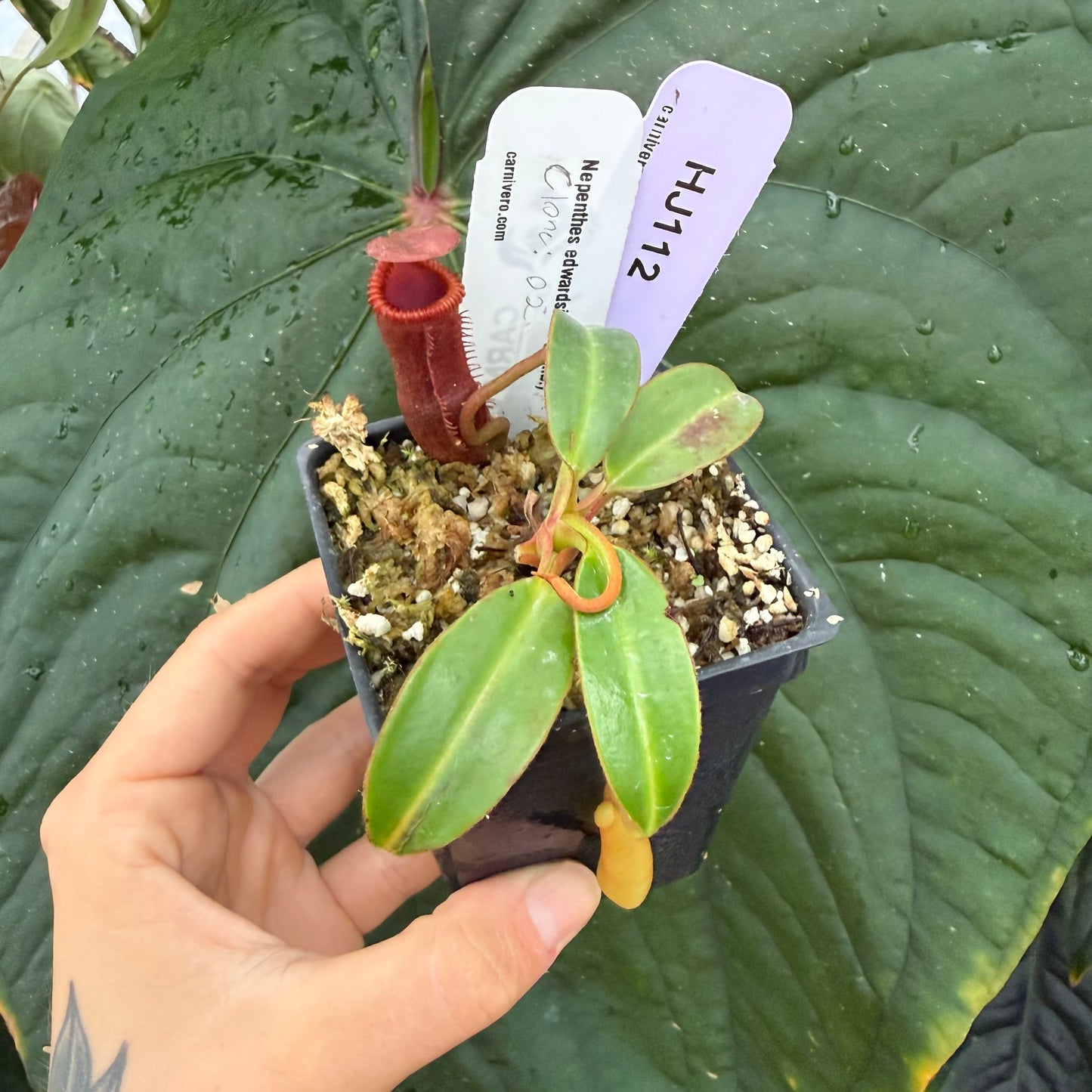 WH0009 Nepenthes edwardsiana (Tamb.) clone 2	(S) (HJ112)