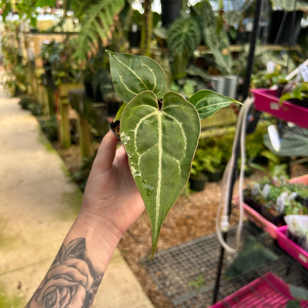 Anthurium Red Crystallinum x [(Red Crystallinum x (Zara x Michelle)], CAR-0872