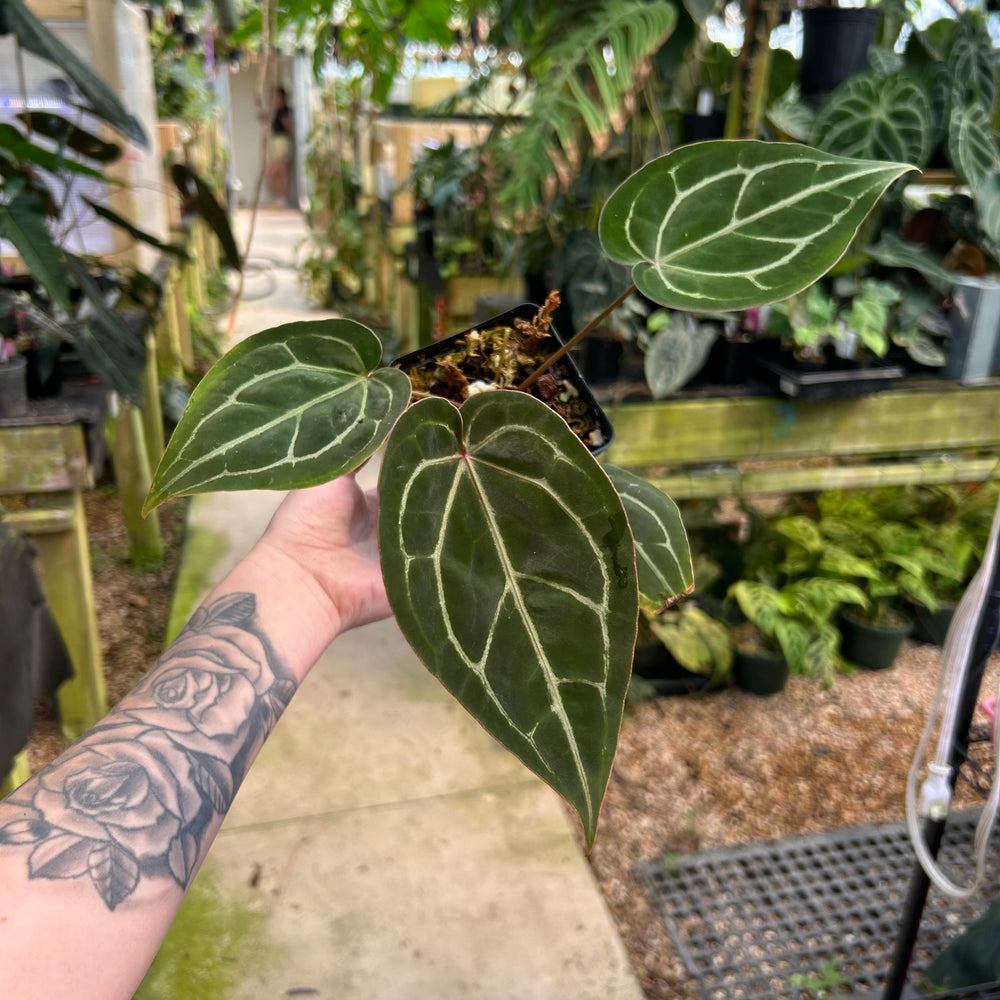 
                      
                        Anthurium Red Crystallinum x [(Red Crystallinum x (Zara x Michelle)], CAR-0872
                      
                    
