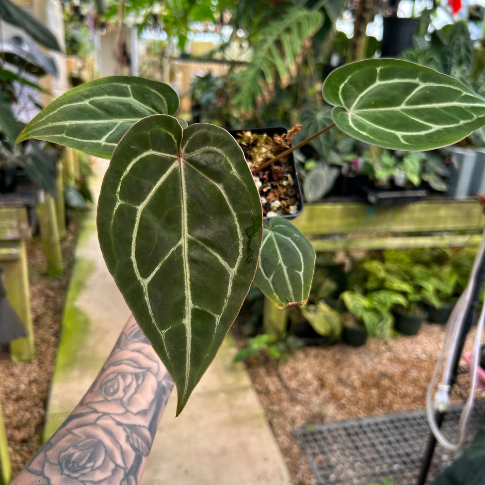 Anthurium Red Crystallinum x [(Red Crystallinum x (Zara x Michelle)], CAR-0872