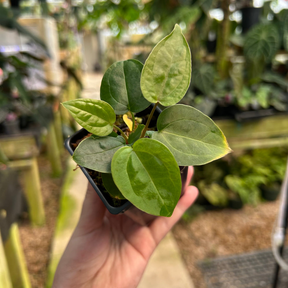 Anthurium "Queen of Hearts" x {[regale x (crystallinum x magnificum)] x Ace of Spades}, CAR-0919