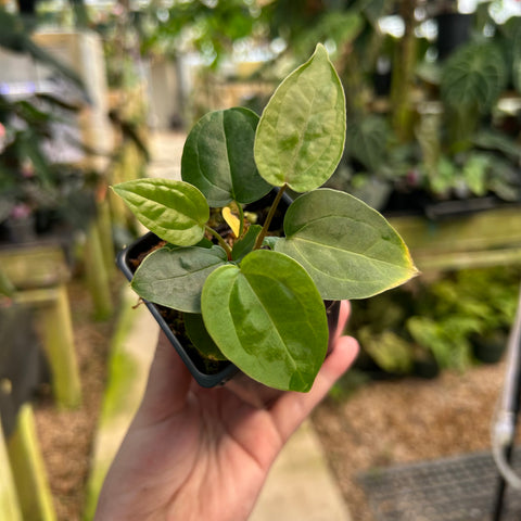 Anthurium Queen of Hearts hybrid leaf plant with broad oval leaves and pale veins held in hand