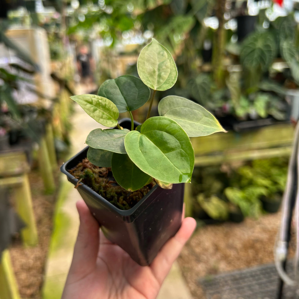Anthurium "Queen of Hearts" x {[regale x (crystallinum x magnificum)] x Ace of Spades}, CAR-0919