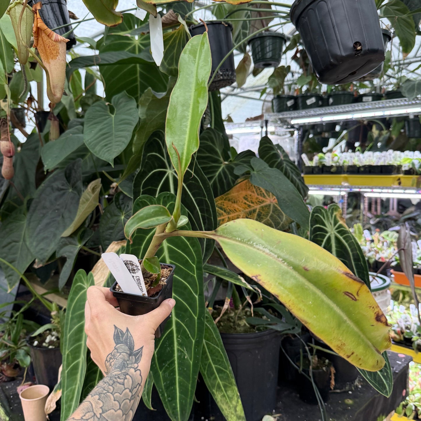 WH0017 Nepenthes trusmadiensis, Phill Mann Clone (HJ370)