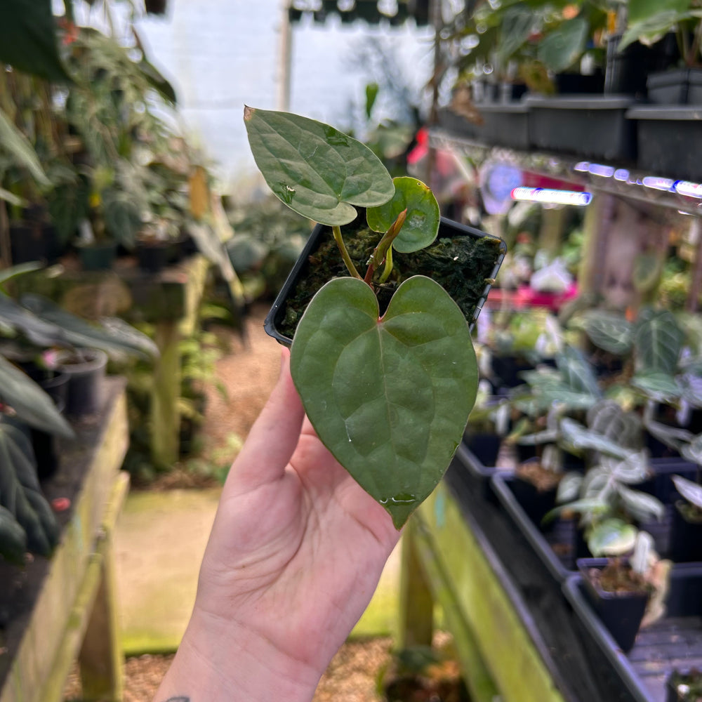 
                      
                        Anthurium luxurians x 'Michelle', CAR-0825
                      
                    