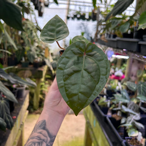 Anthurium luxurians x Michelle plant with a large glossy heart shaped leaf on a red stem held in a hand