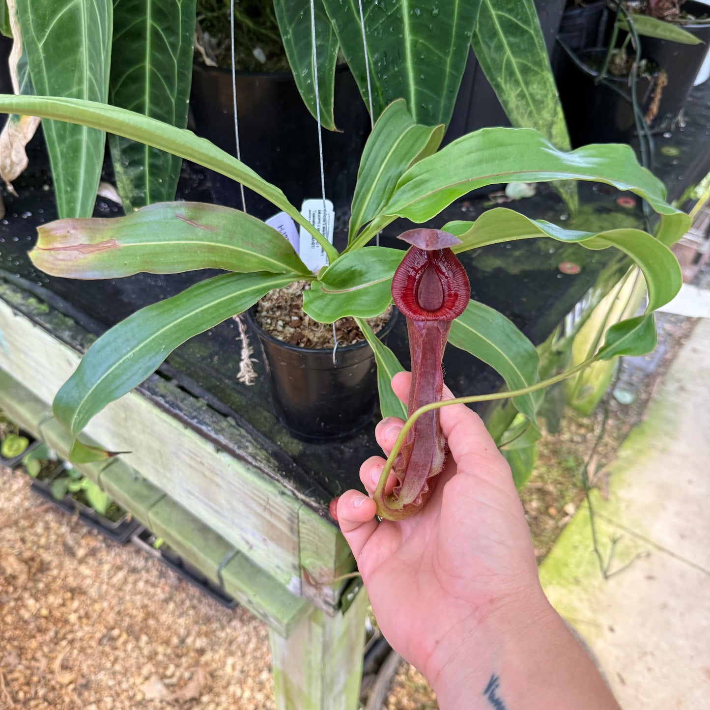 WH0014	Nepenthes mirabilis var. echinostoma x {(Rokko x boschiana) x {[Rokko x (zakriana x spectabilis)] x TM}}, CAR-0217 (hanging basket) (XL) (HJ371)