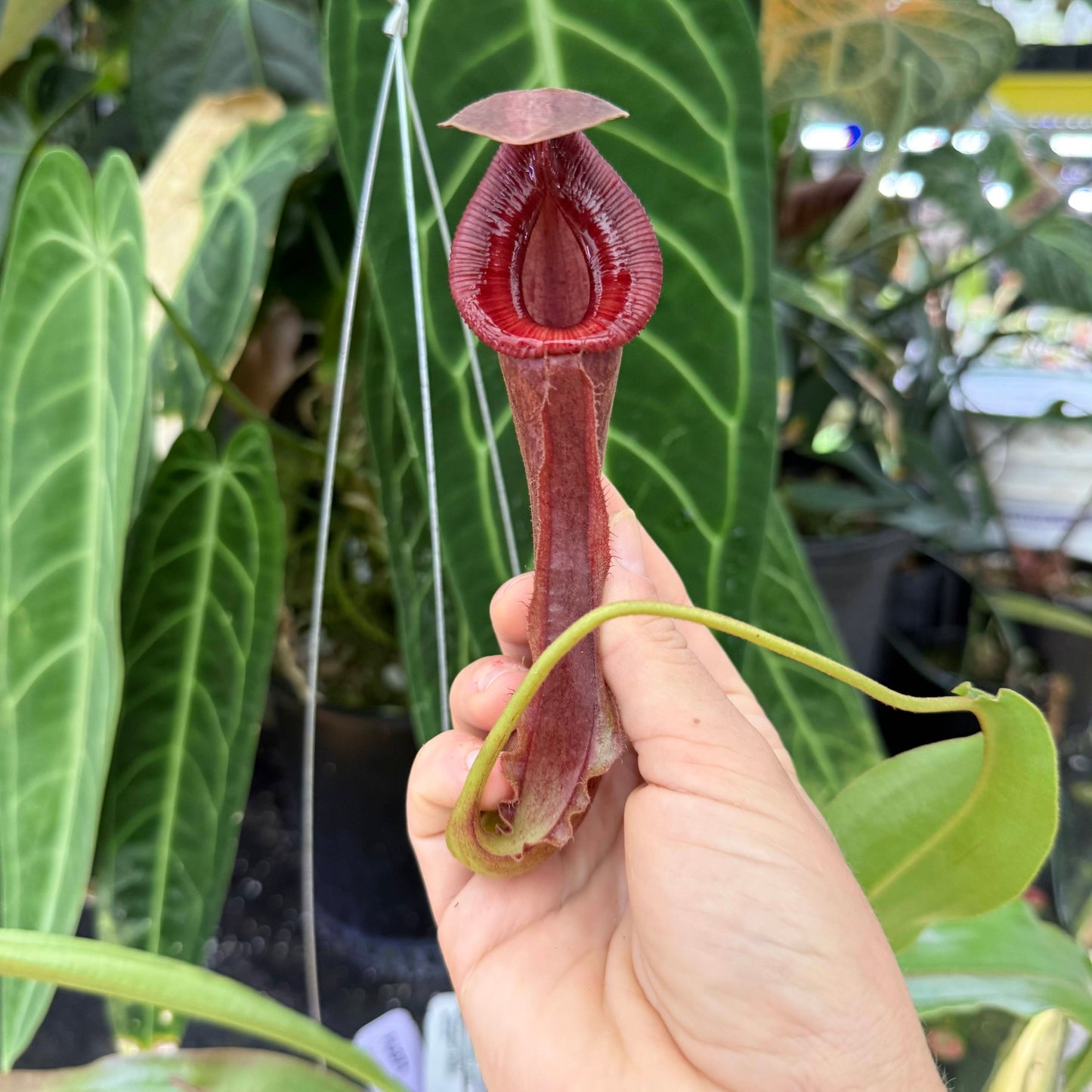 WH0014	Nepenthes mirabilis var. echinostoma x {(Rokko x boschiana) x {[Rokko x (zakriana x spectabilis)] x TM}}, CAR-0217 (hanging basket) (XL) (HJ371)