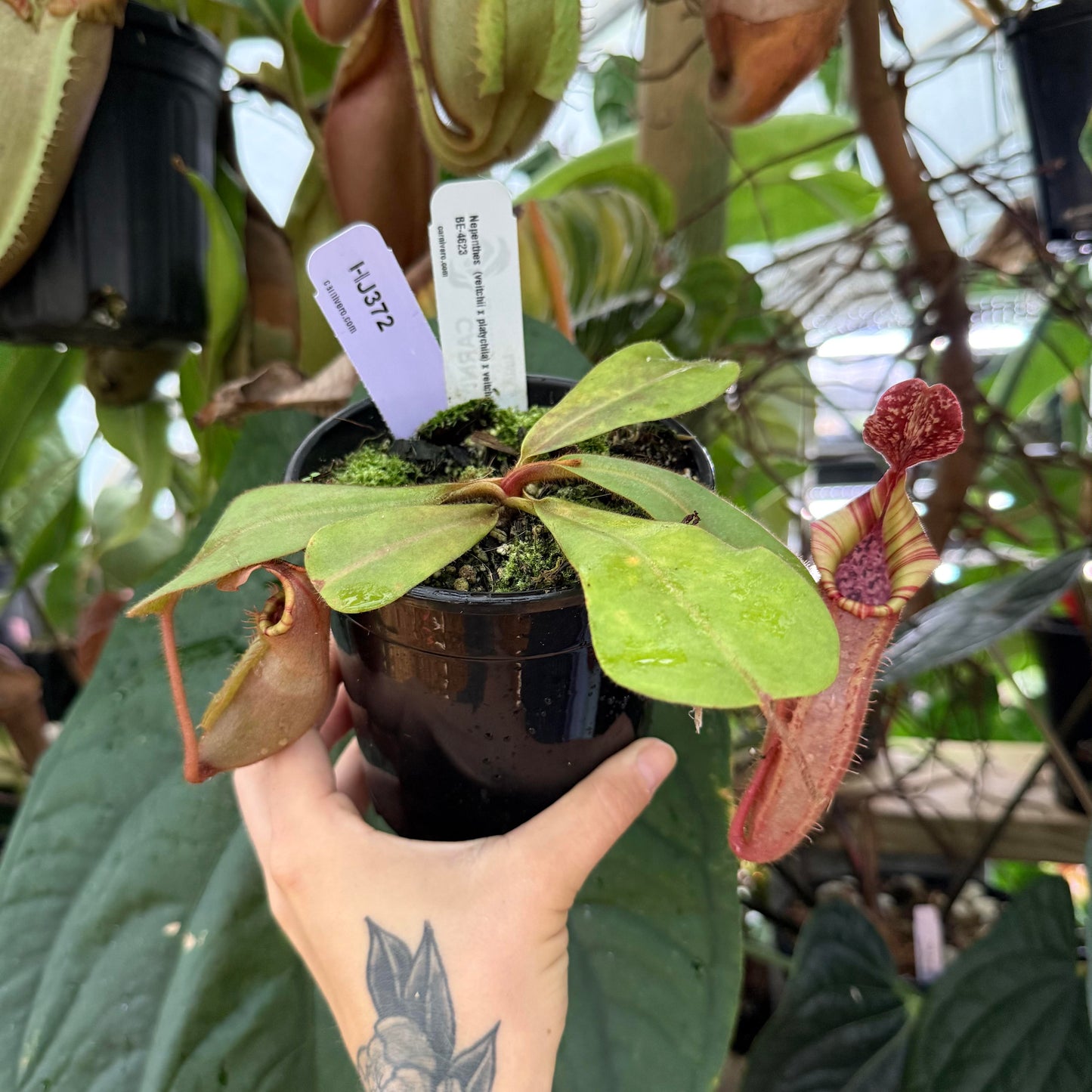 WH0012	Nepenthes (veitchii x platychila) x veitchii, BE-4623 (L) (HJ372)