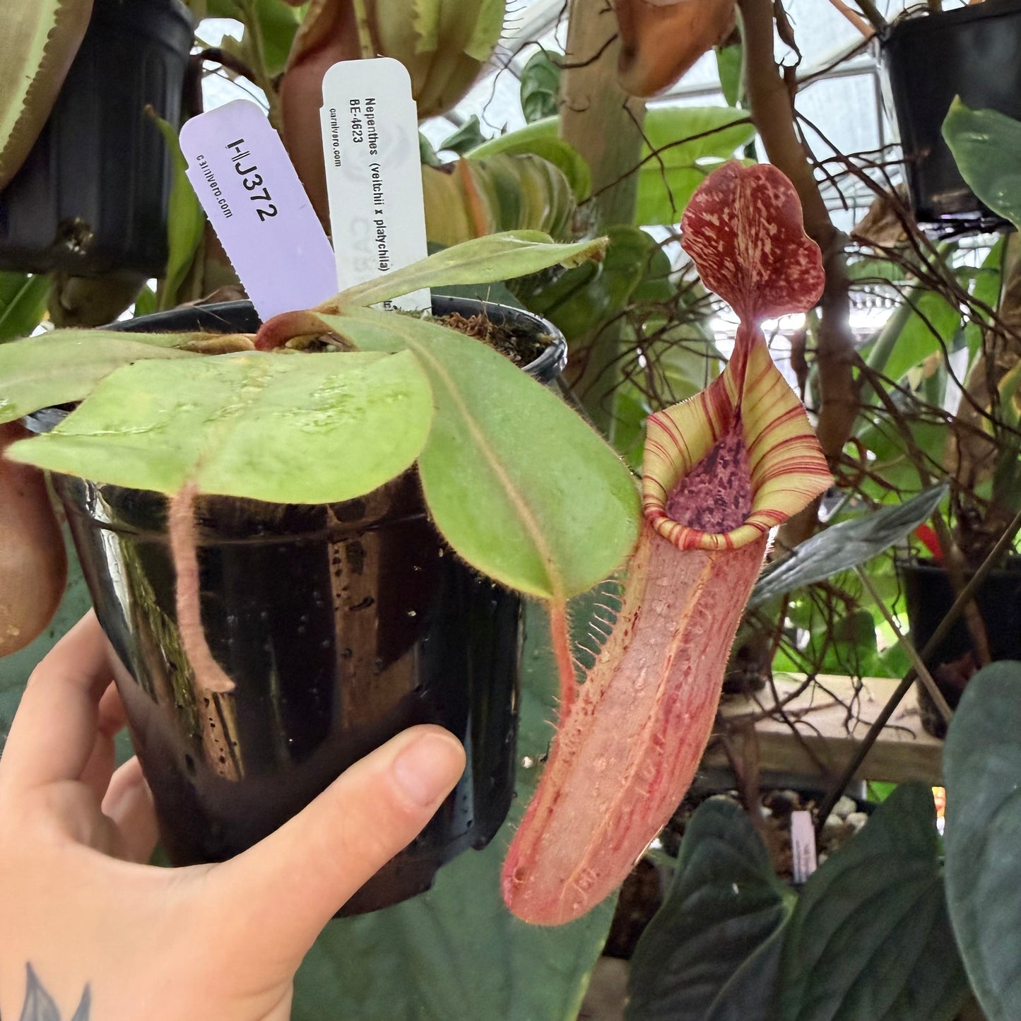WH0012	Nepenthes (veitchii x platychila) x veitchii, BE-4623 (L) (HJ372)