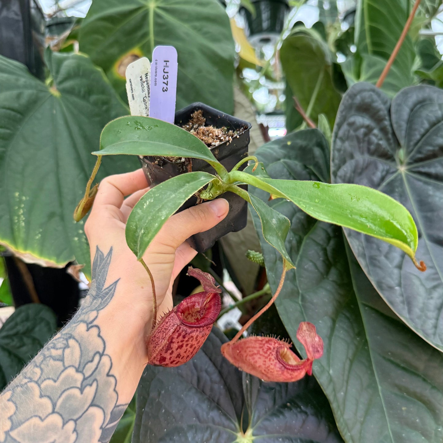 WH0011	Nepenthes talangensis x veitchii 'Cobra', CAR-0386 (M) (HJ373)