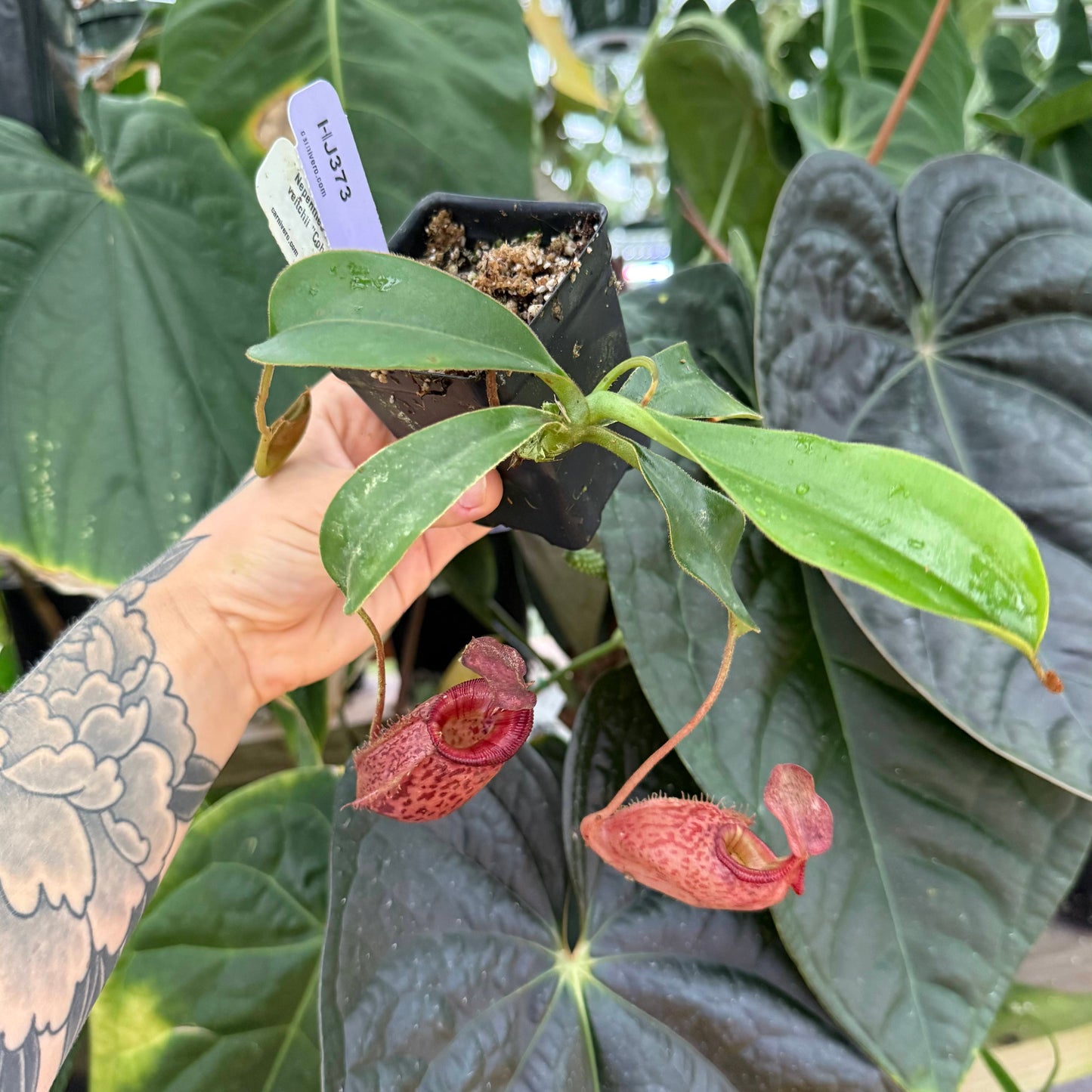 WH0011	Nepenthes talangensis x veitchii 'Cobra', CAR-0386 (M) (HJ373)