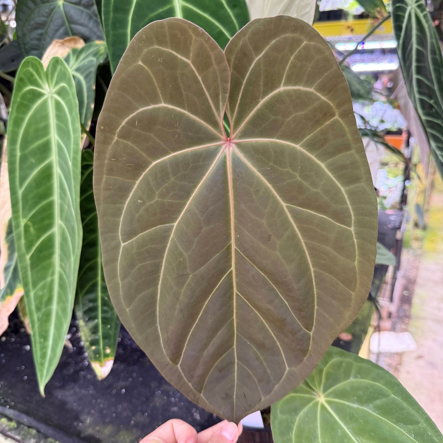 Large heart shaped Anthurium Red Crystallinum leaf with olive brown surface and pale veins, red petiole at base
