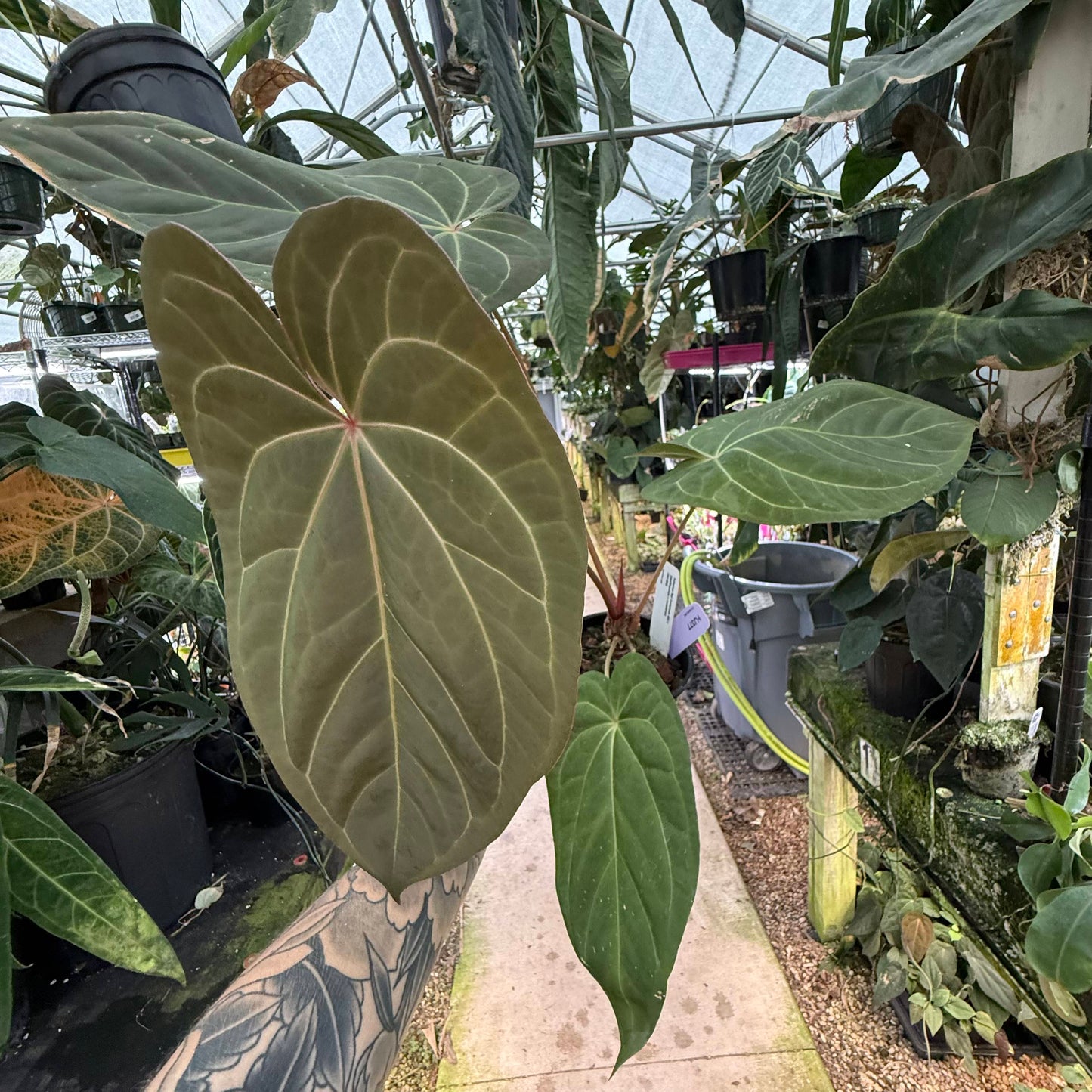Large oval Anthurium Red Crystallinum leaf with pale venation and red petiole base in a greenhouse setting