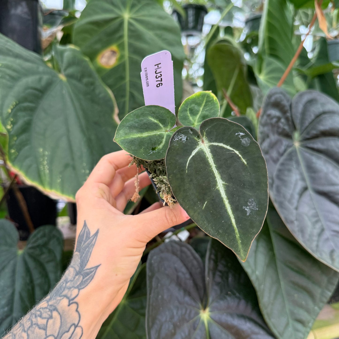 WH0020 Anthurium carlablackiae small plant held in hand with dark heart shaped leaves and pale veins
