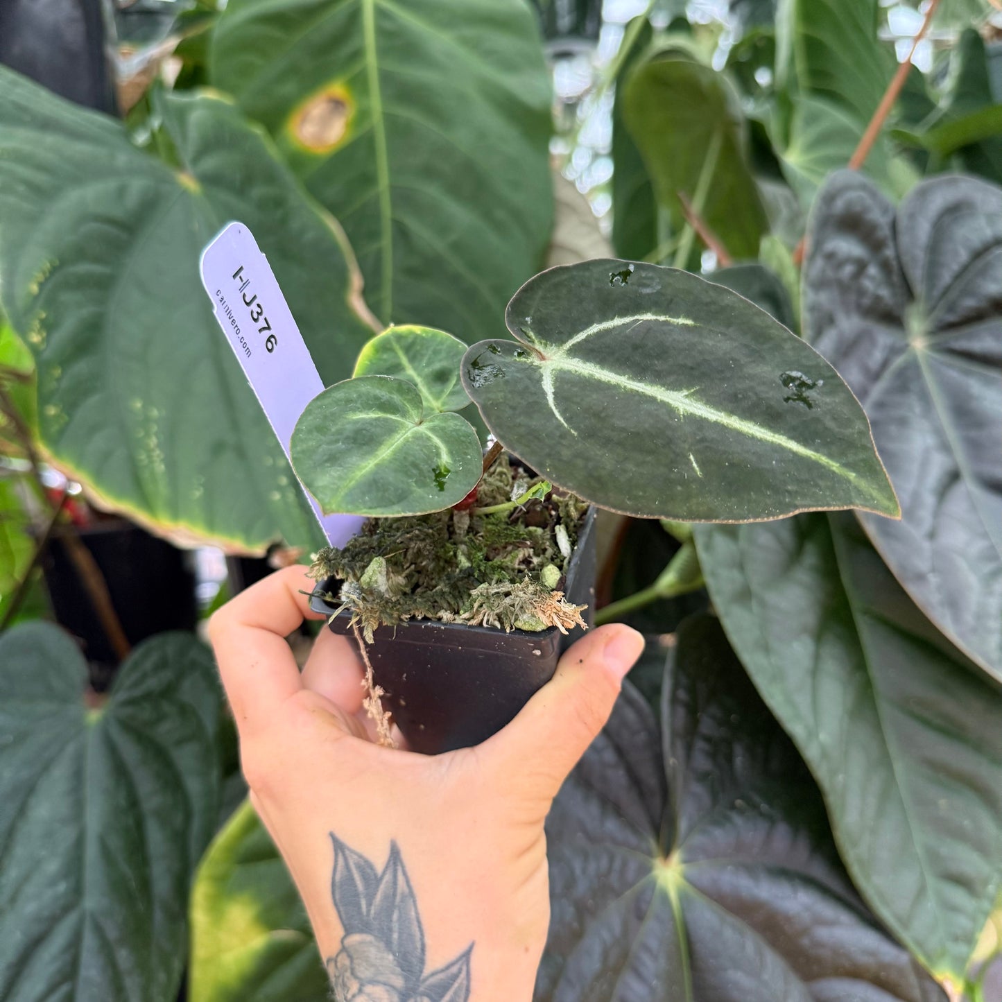 WH0020 Anthurium carlablackiae small plant with two leaves and pale venation held in hand with tag HJ376