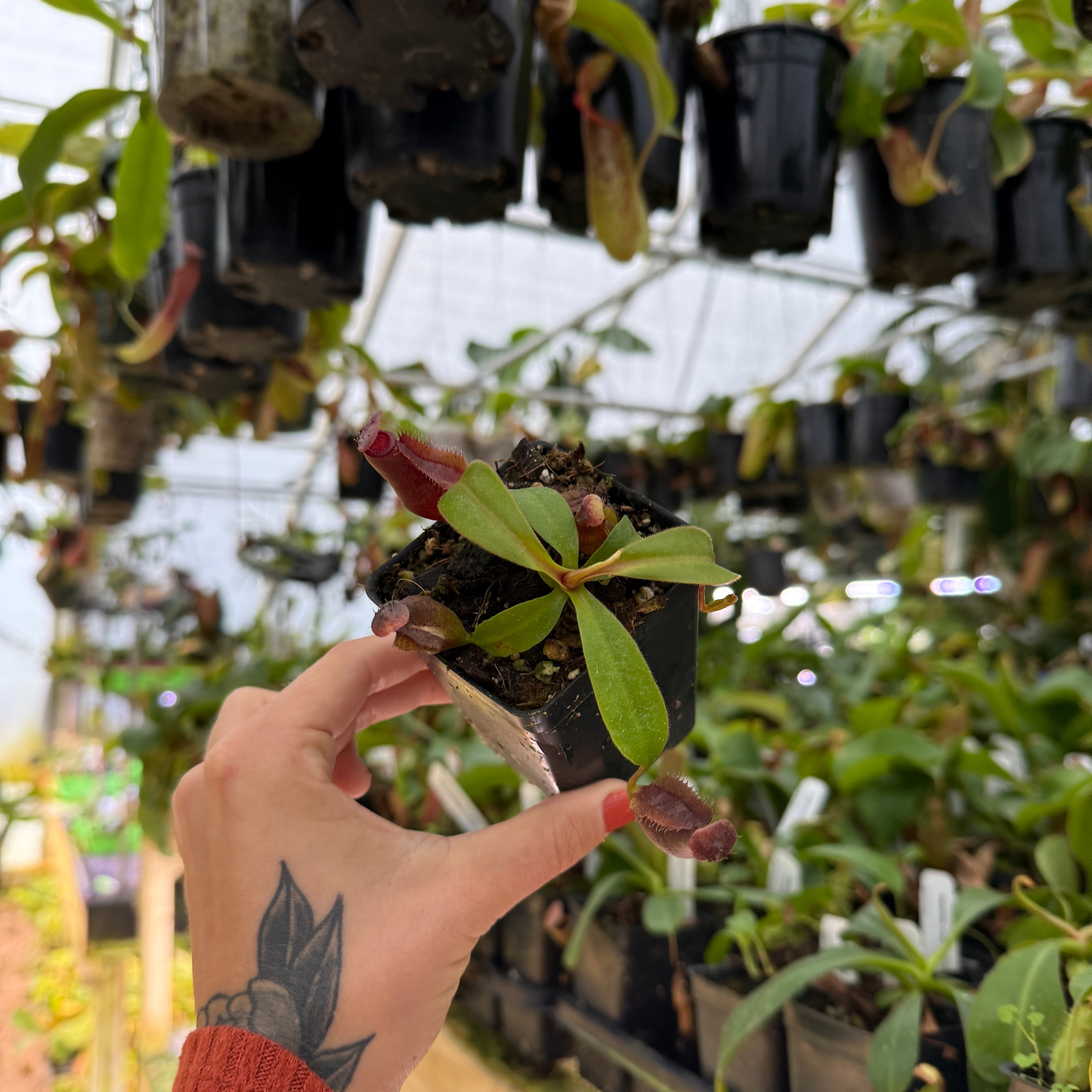 Nepenthes Purple Haze, CAR-0420 – Carnivero