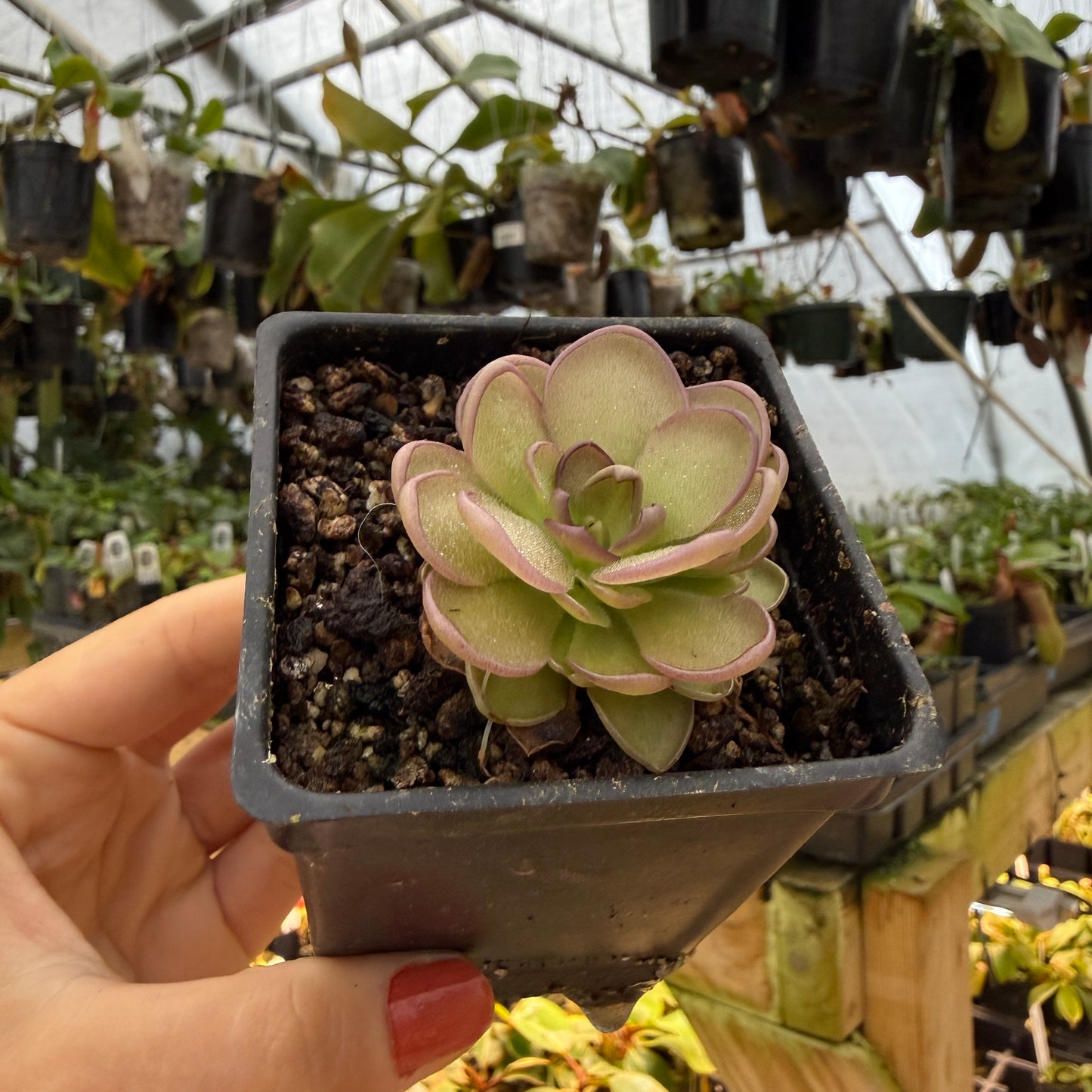 Pinguicula Leilani (green and purple plant) in a pot