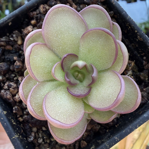 Pinguicula Leilani (green and purple plant) in a pot