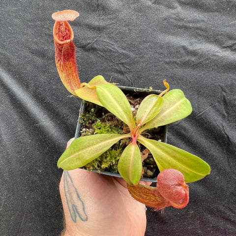 Nepenthes Red Dragon x veitchii Pink Candy Cane pitcher plant in a small pot with green leaves and a tall red pitcher.