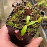 Picture plant, Nepenthes, dark pitchers, carnivorous plants, collectors item, rare plants, rare pitcher plant, rare nepethes, bongso, aff bonso 