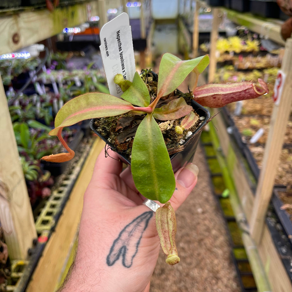 
                      
                        Nepenthes boschiana BE x 'Leviathan', CAR-0291
                      
                    