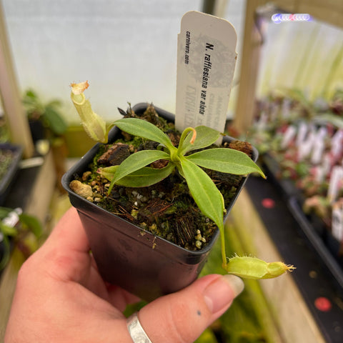 Nepenthes rafflesiana var alata pitcher plant in a small pot with two pale pitchers and green leaves