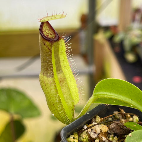Nepenthes truncata JB x hamata Shafer pitcher with a tall pale green tubular pitcher and red-edged rim