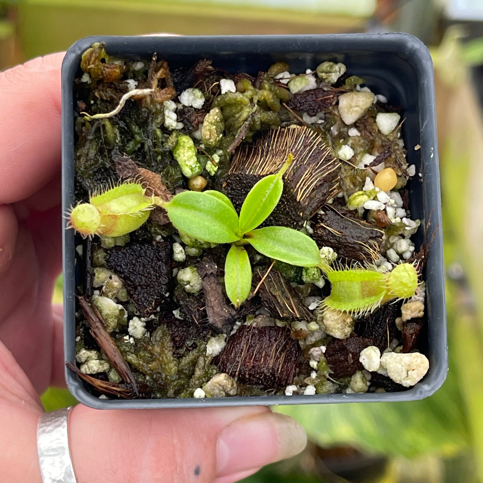 Nepenthes truncata JB x hamata Shafer, CAR-0424 – Carnivero
