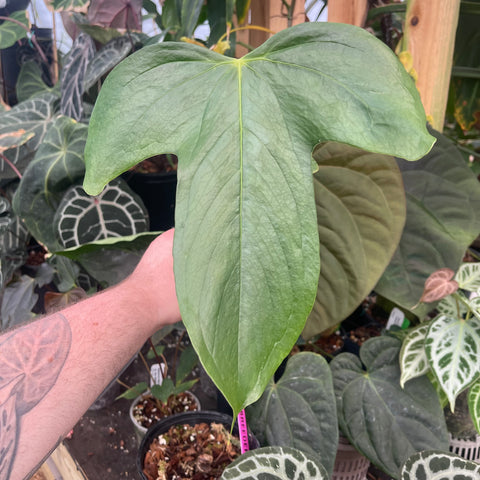 Large glossy heart shaped Anthurium truncicola leaf held in a greenhouse setting.
