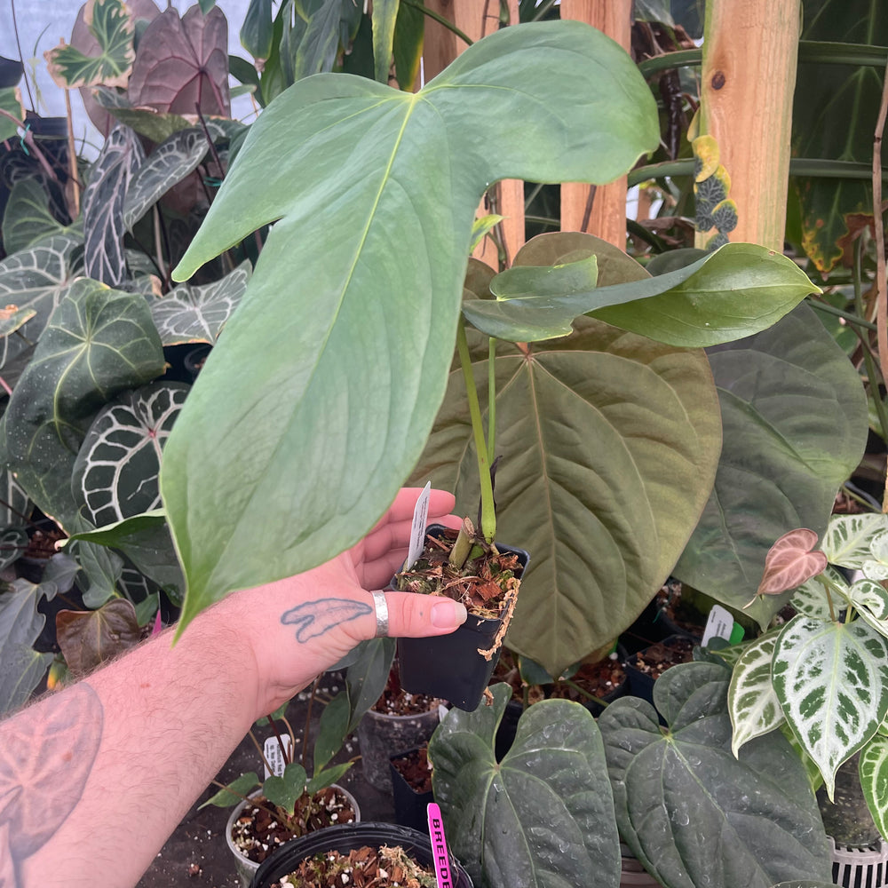 anthurium nanum Anthurium truncicola – Carnivero