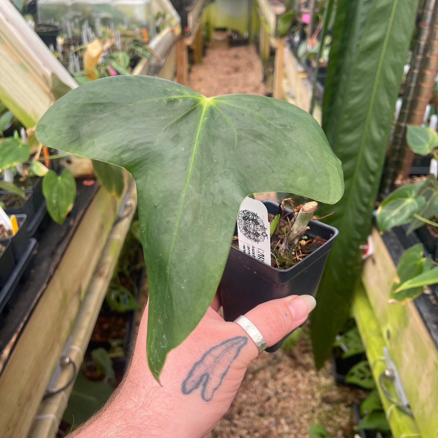 anthurium umbricola Anthurium truncicola – Carnivero