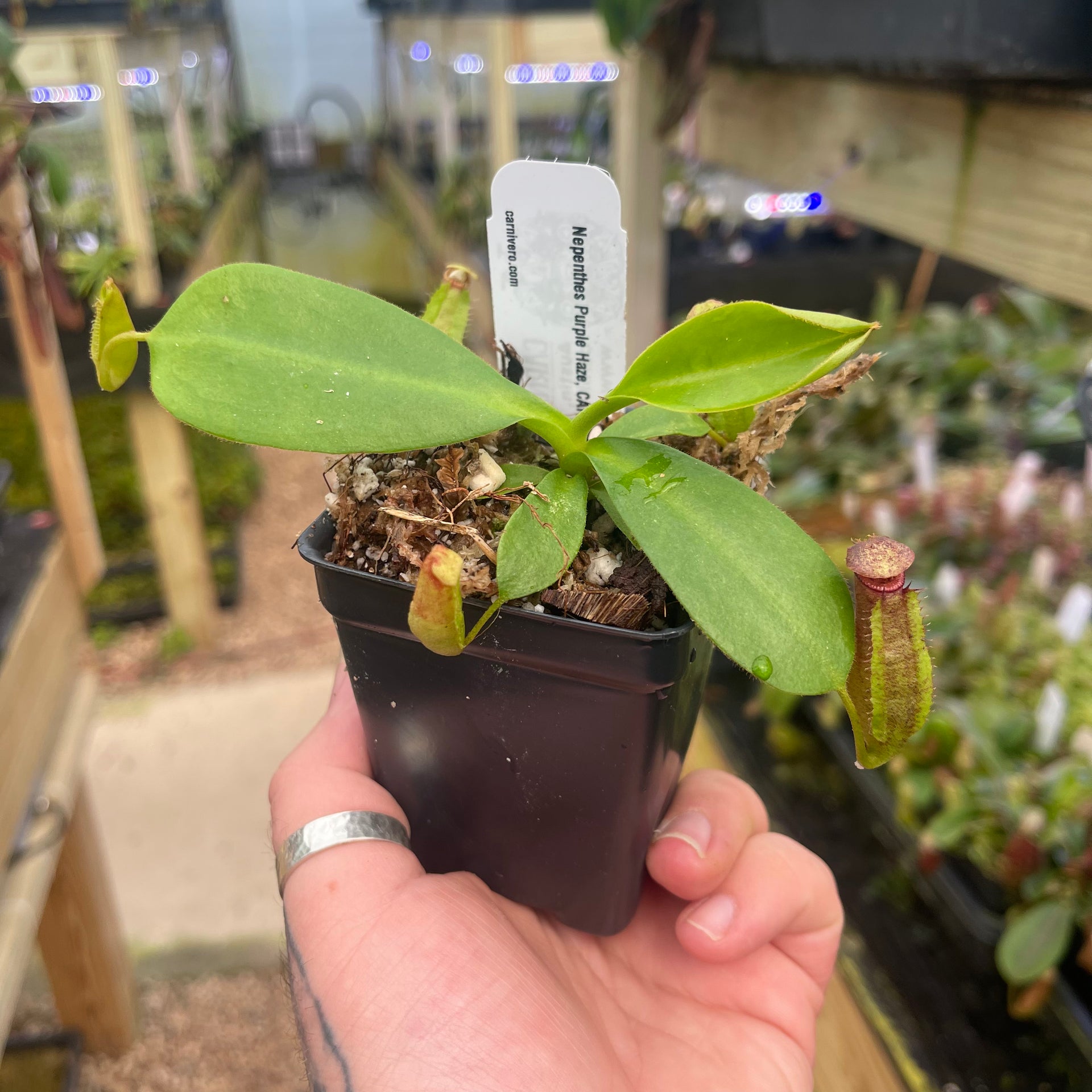 Nepenthes Purple Haze, CAR-0420 – Carnivero