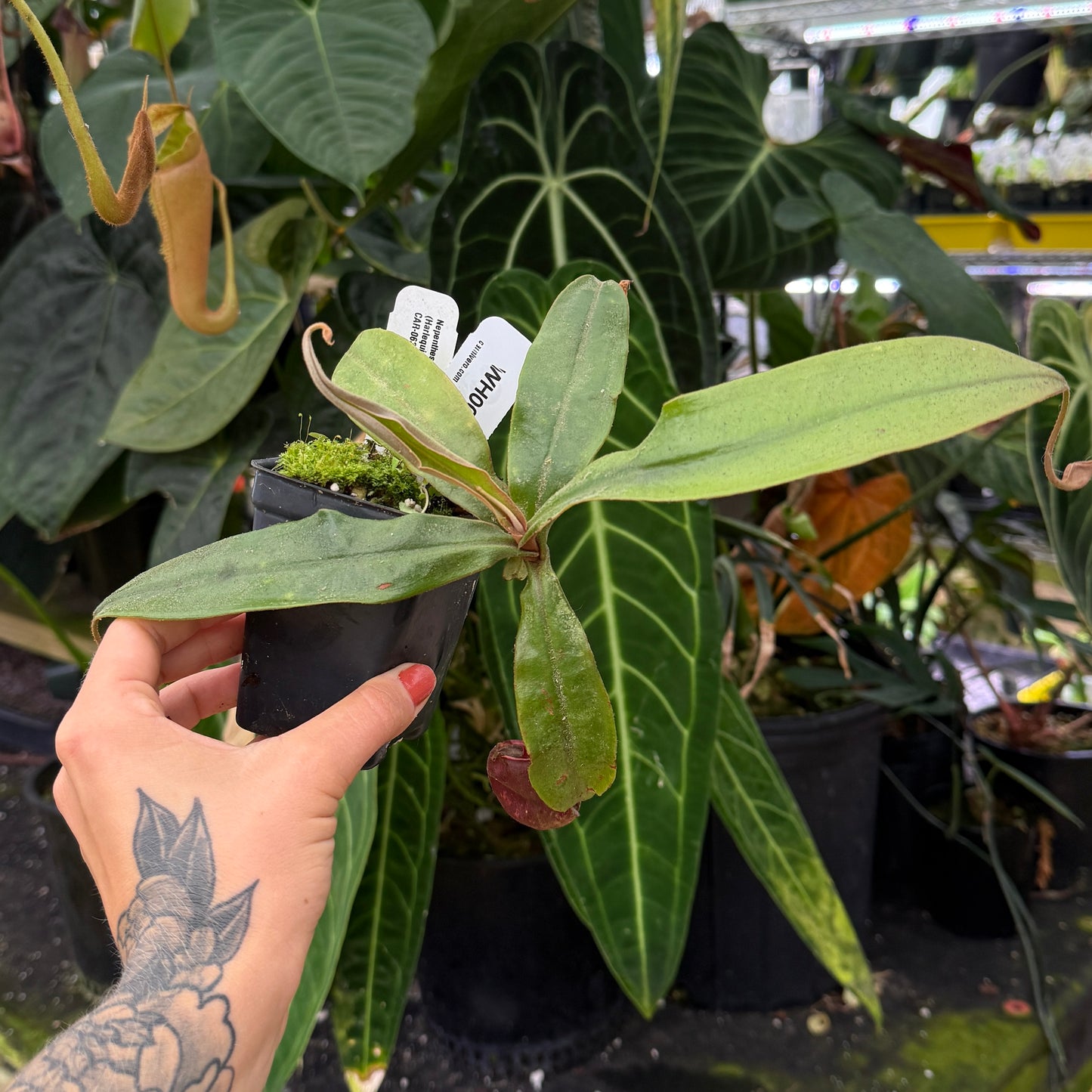 WH0027 Nepenthes ampullaria (Harlequin x 'Black Miracle'), CAR-0632 (L)