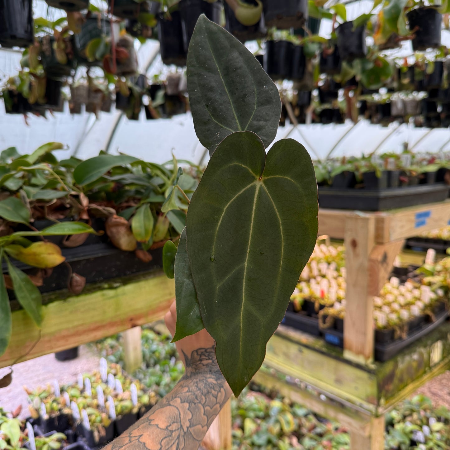 WH0031	Anthurium 'Ace of Spades' x carlablackiae, CAR-0663	(M)