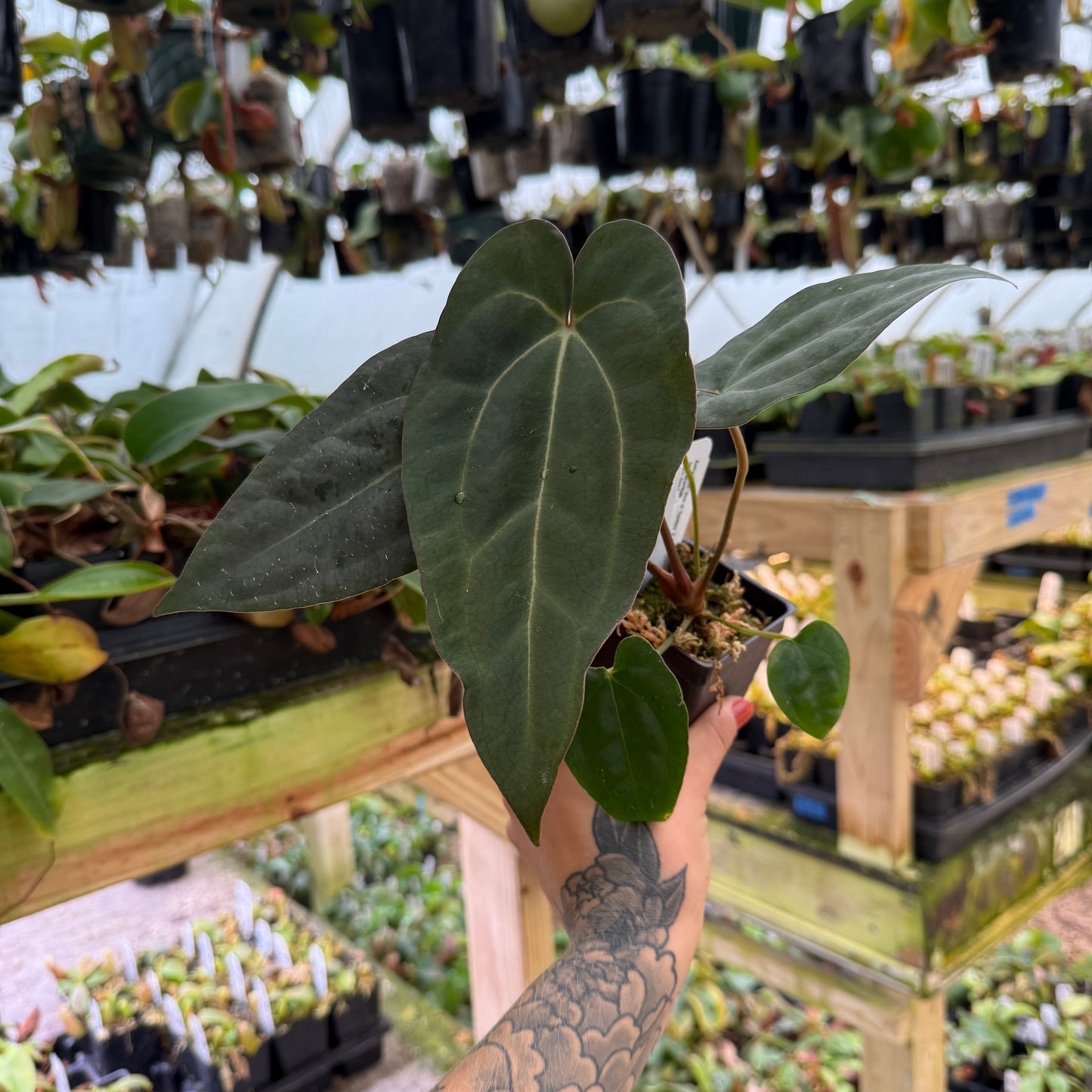 WH0031	Anthurium 'Ace of Spades' x carlablackiae, CAR-0663	(M)