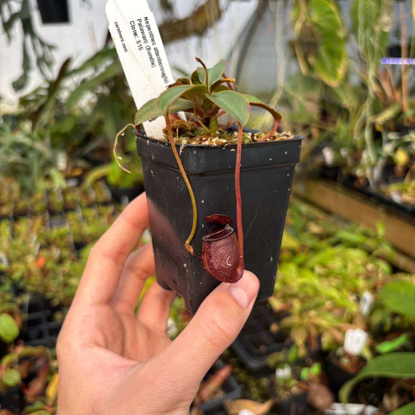 [A639] Nepenthes attenboroughii (Mt. Victoria, Palawan) Clone: 515