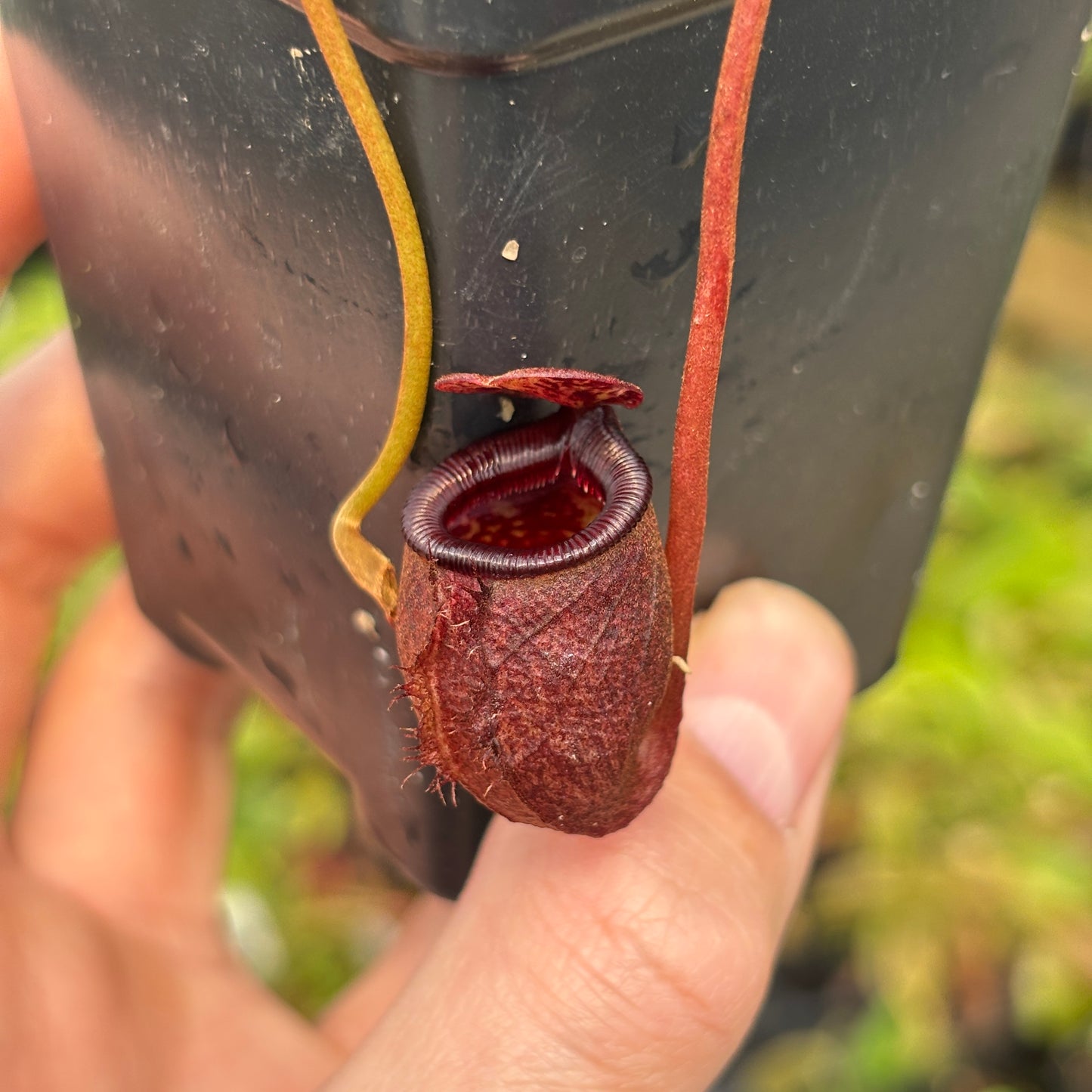 [A639] Nepenthes attenboroughii (Mt. Victoria, Palawan) Clone: 515