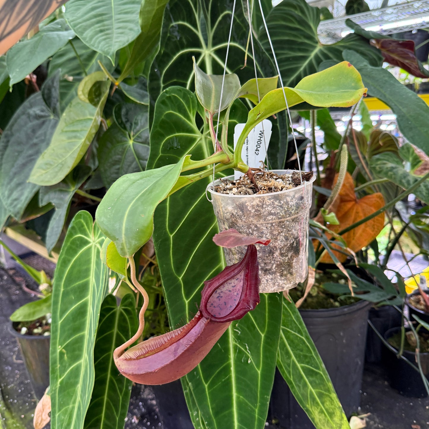 WH0042 Nepenthes naga x gymnaphora CAR-0586 (Hanging Basket) (XL)