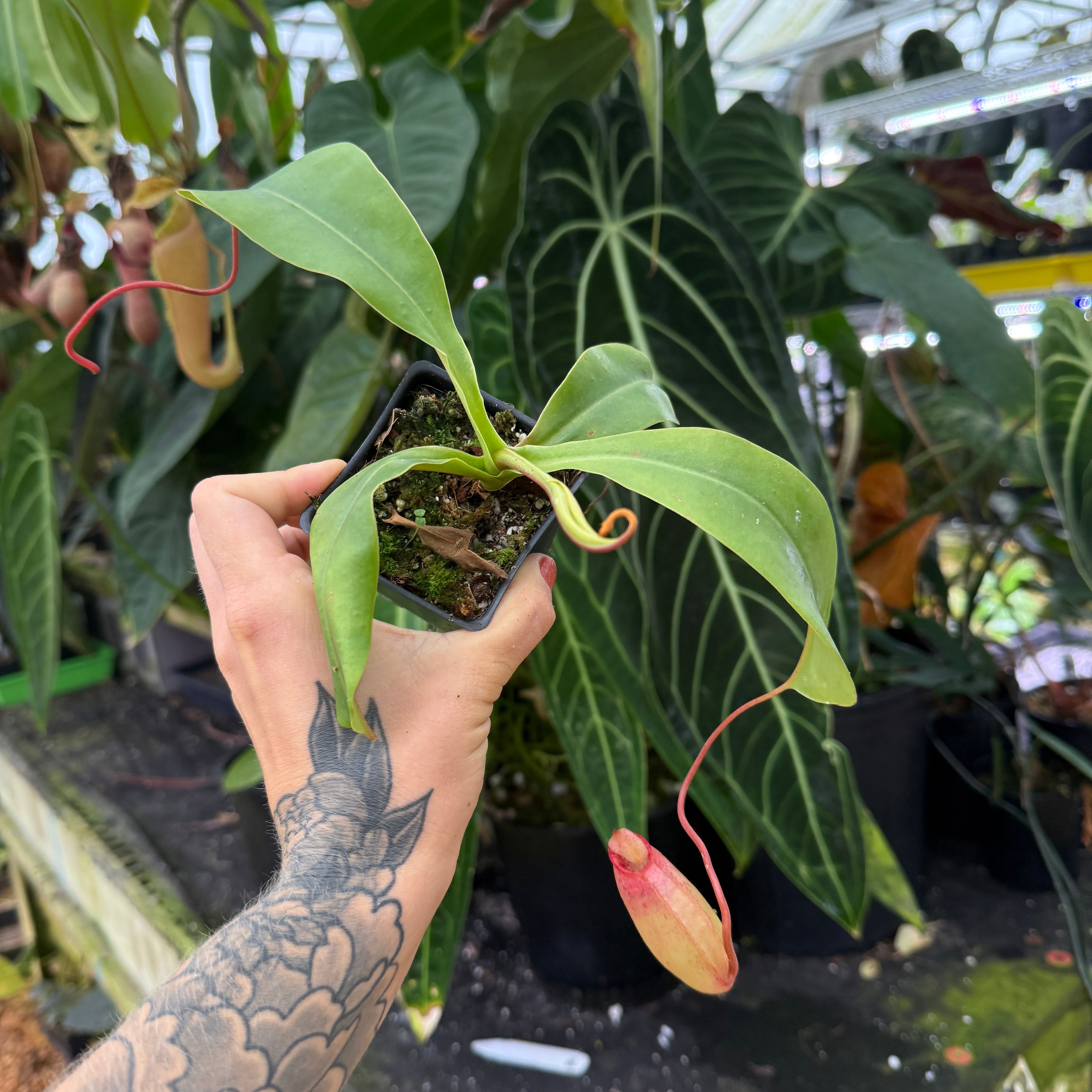 Nepenthes sibuyanensis x (veitchii x lowii) BE-3986 – Carnivero