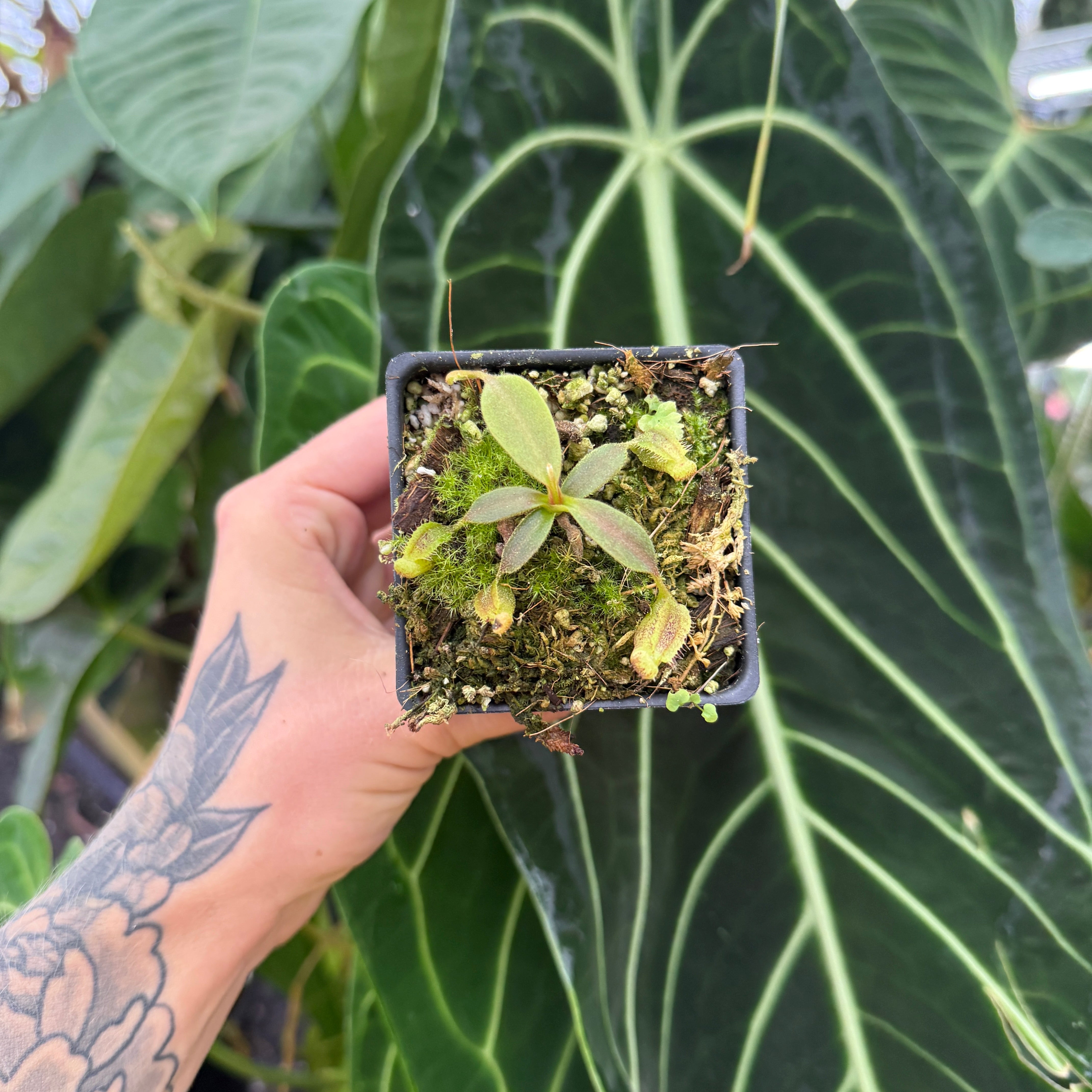 Nepenthes vogelii – Carnivero