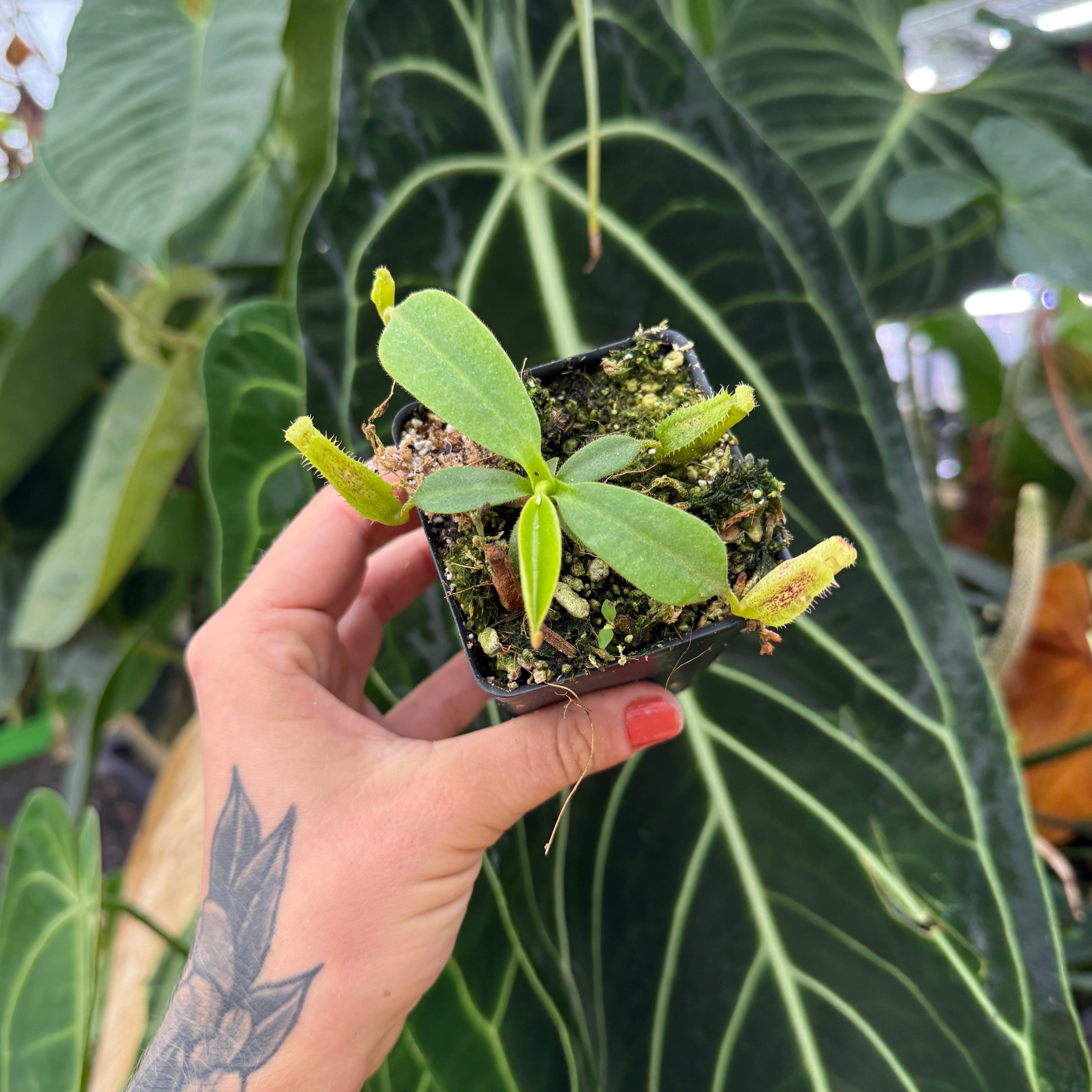 Nepenthes vogelii – Carnivero