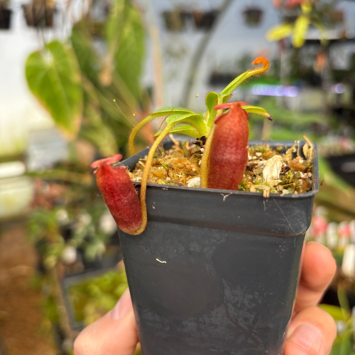 [A646] Nepenthes villosa (Mt. Kinabalu, Borneo) - Clone MT04
