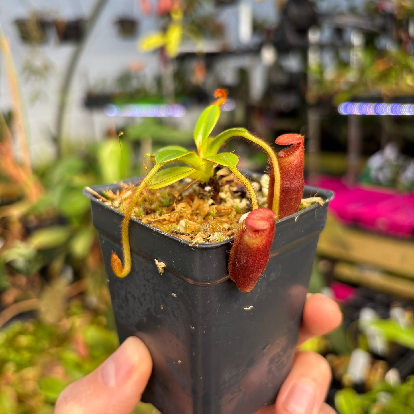 [A646] Nepenthes villosa (Mt. Kinabalu, Borneo) - Clone MT04