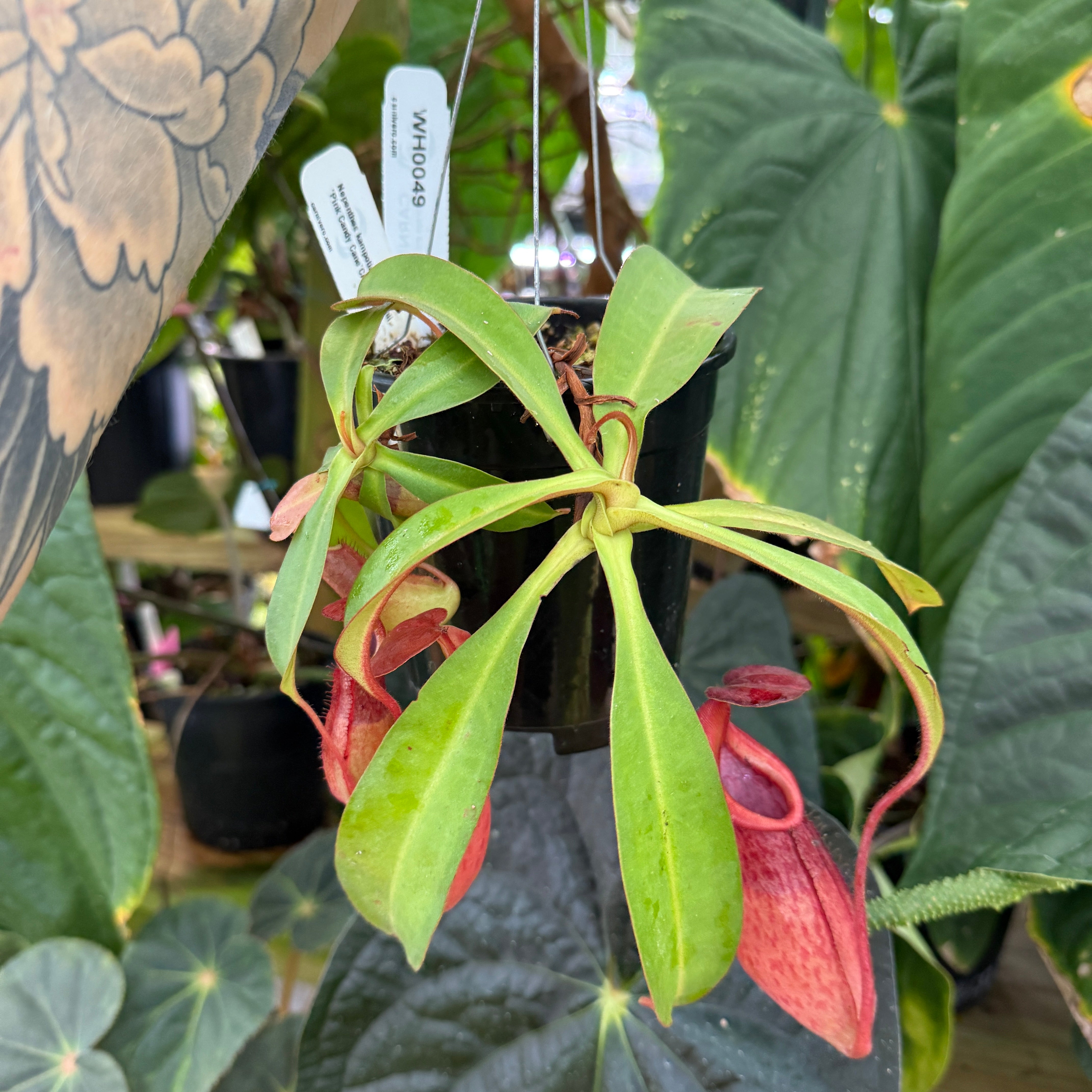 WH0049 Nepenthes kampotiana x veitchii 'Pink Candy Cane', CAR-0437