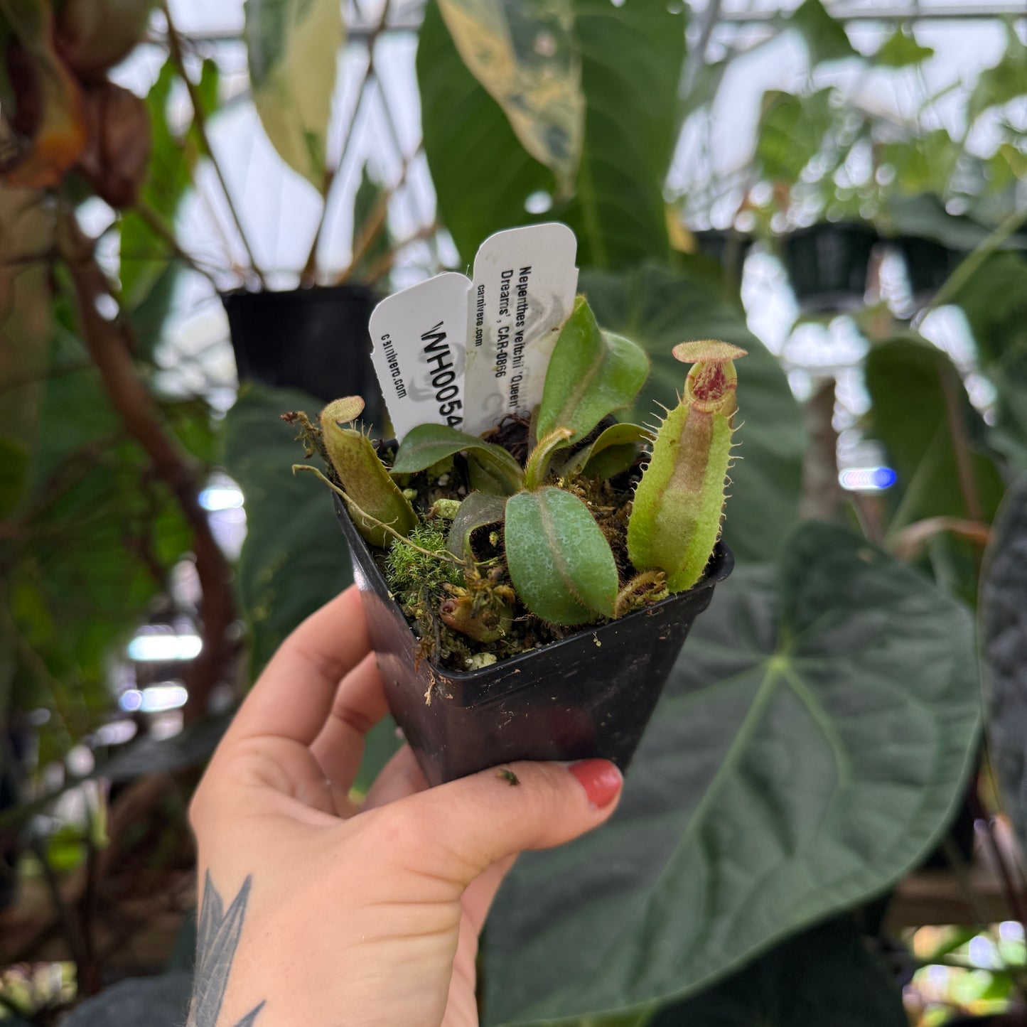 hand holding small pitcher plant in greenhouse