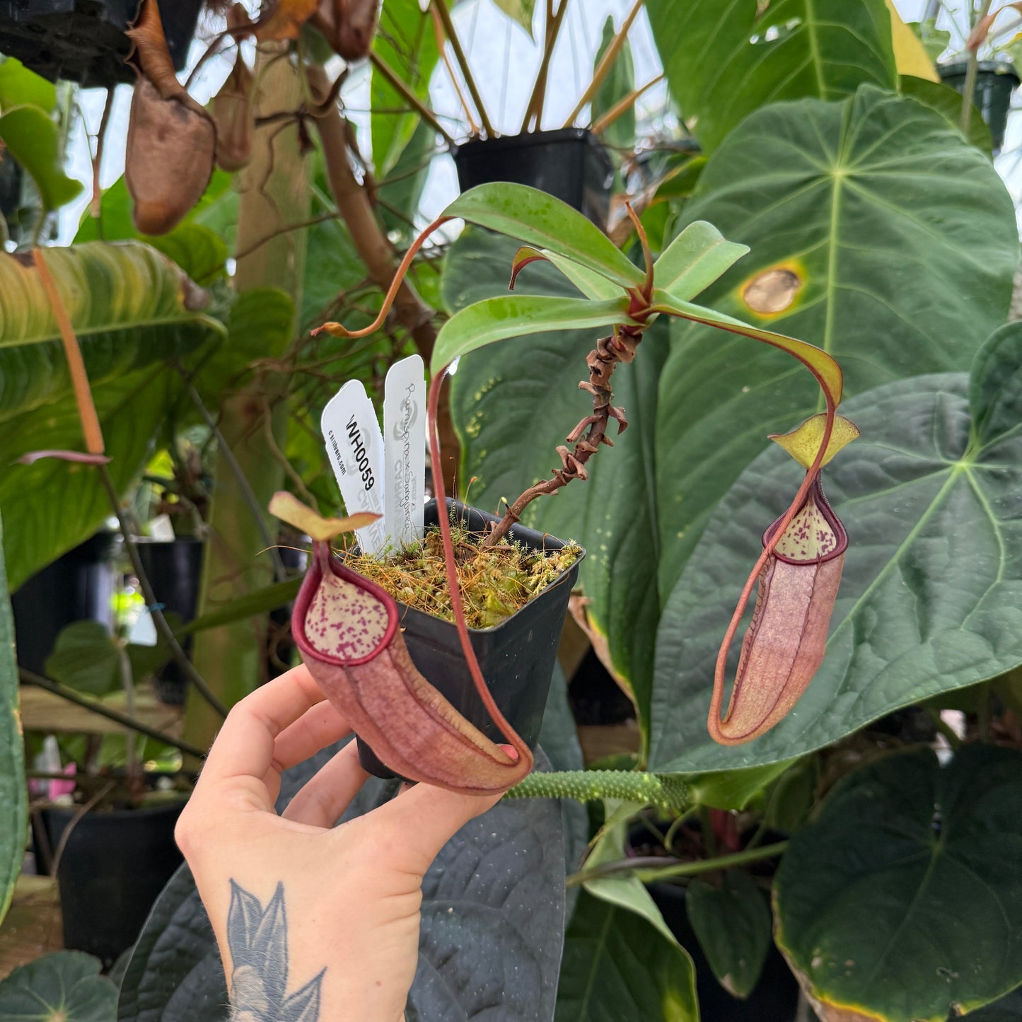 hand holding a large pitcher plant with red pitchers
