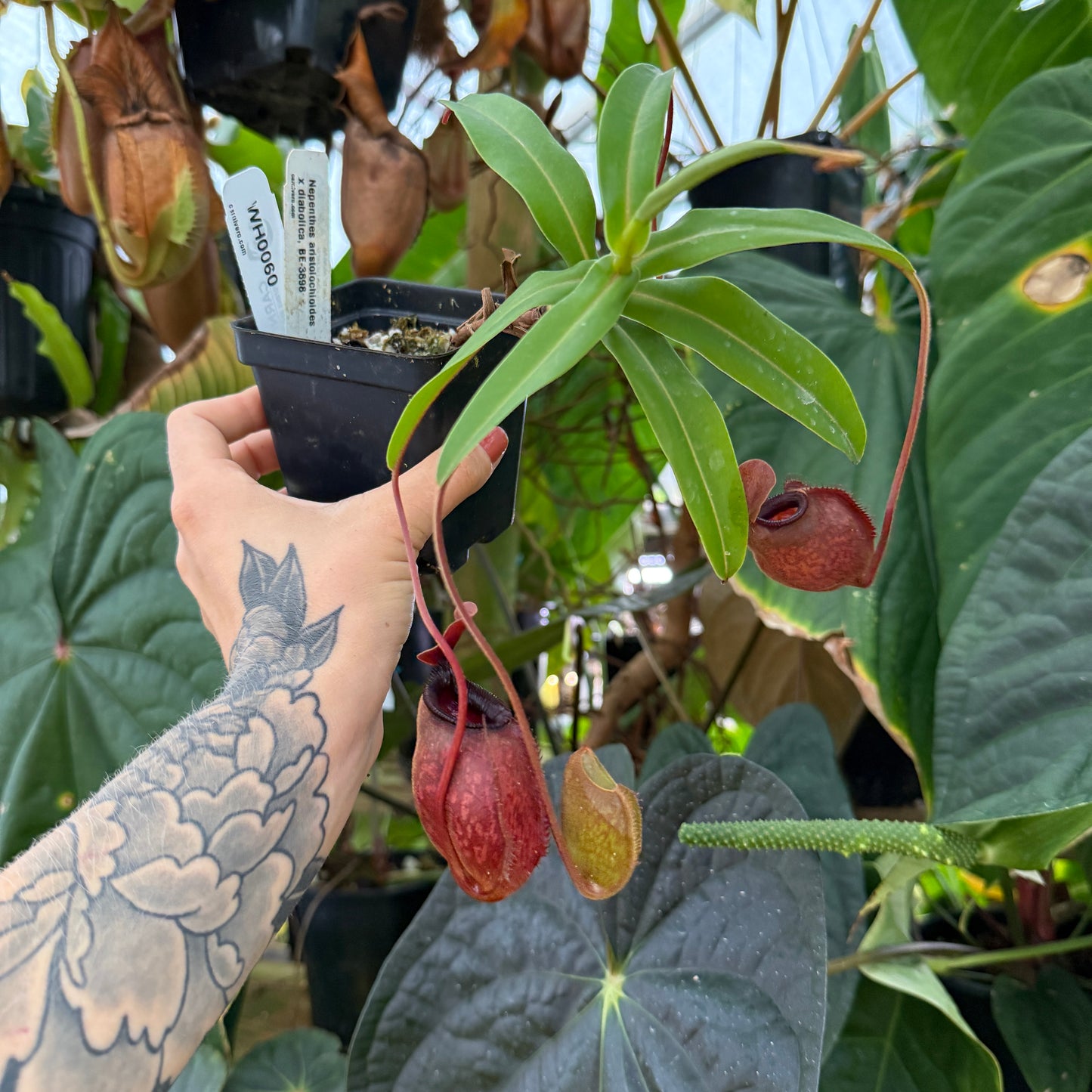 hand holding large pitcher plant with squat red pitchers