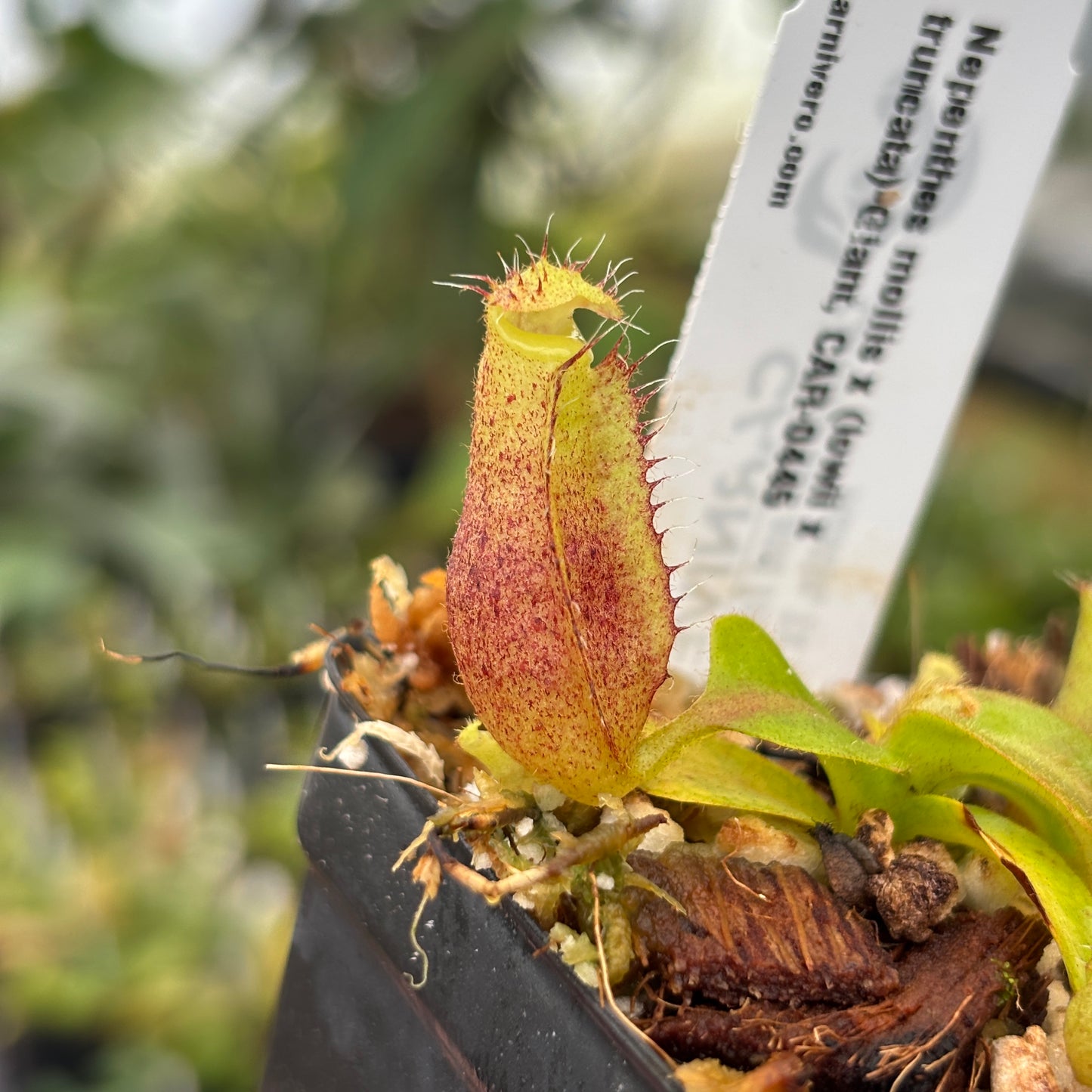 [A652] Nepenthes mollis x (lowii x truncata)-Giant, CAR-0445